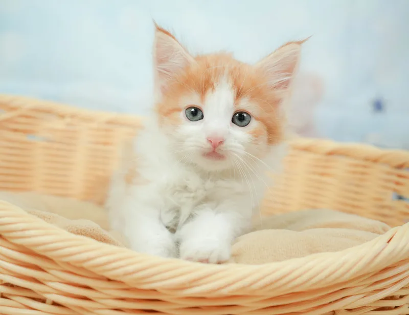 ノルウェージャンフォレストキャットの子猫 オス レッドタビー＆ホワイト