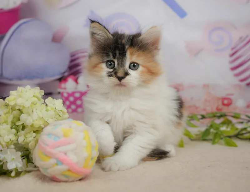 ノルウェージャンフォレストキャットの子猫 メス キャリコ