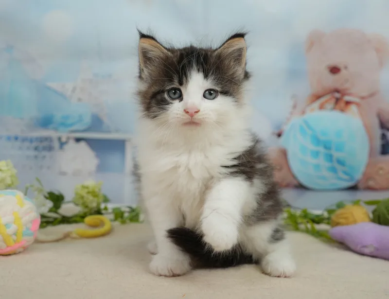 ノルウェージャンフォレストキャットの子猫 オス ブラウンタビー＆ホワイト