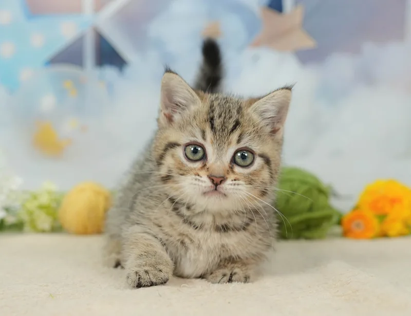 マンチカンの子猫 メス ブラウンタビー