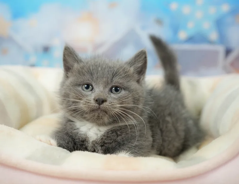 マンチカンの子猫 オス ブルー＆ホワイト