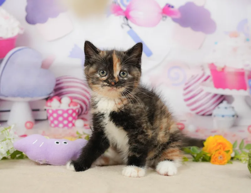 マンチカンの子猫 メス キャリコ