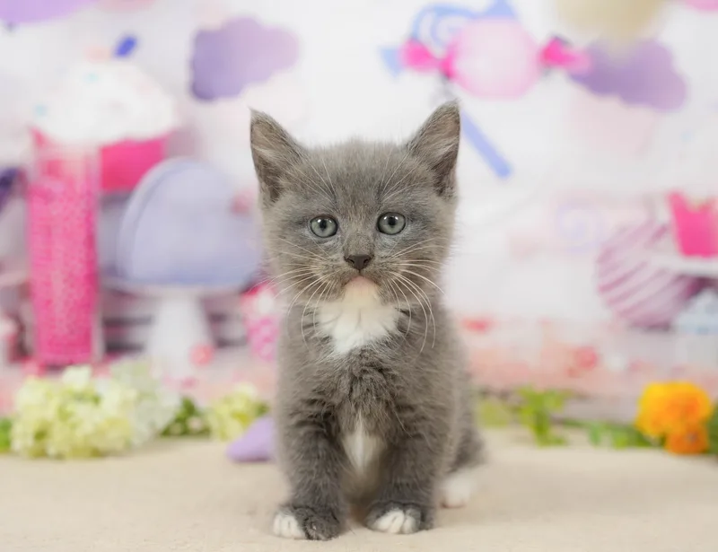 マンチカンの子猫 オス ブルー＆ホワイト