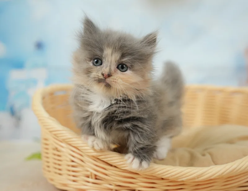 マンチカンの子猫 メス ダイリュートキャリコ