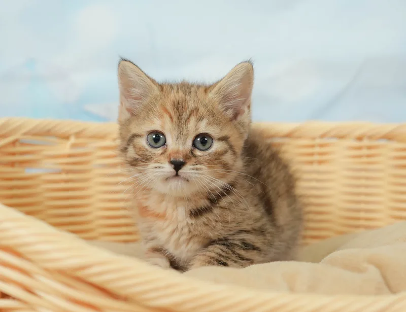 マンチカンの子猫 メス ブラウンパッチドタビー