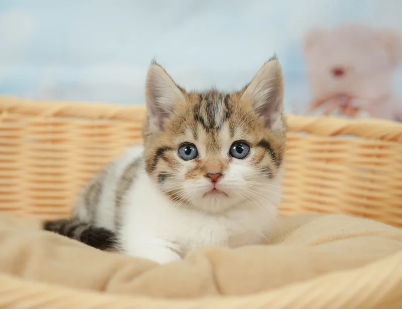マンチカンの子猫 メス ブラウンタビー＆ホワイト