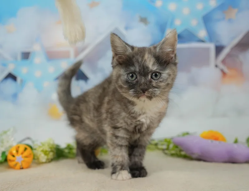 マンチカンの子猫 メス シルバーパッチドタビー