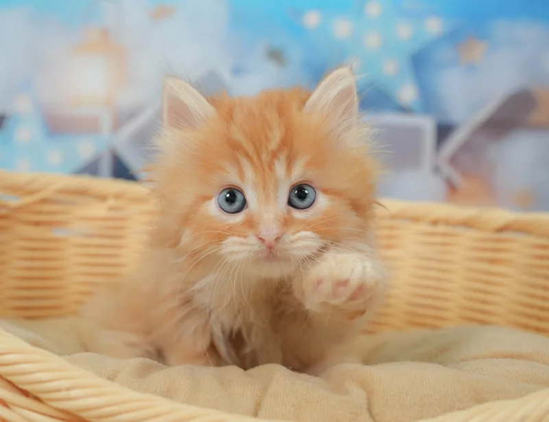 ミヌエットの子猫 オス レッドタビー