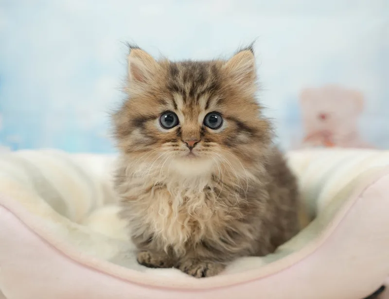 ミヌエットの子猫 オス ブラウンタビー