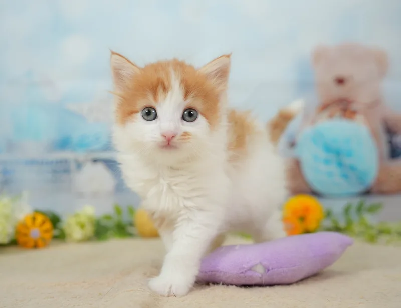 ノルウェージャンフォレストキャットの子猫 オス レッドタビー＆ホワイト