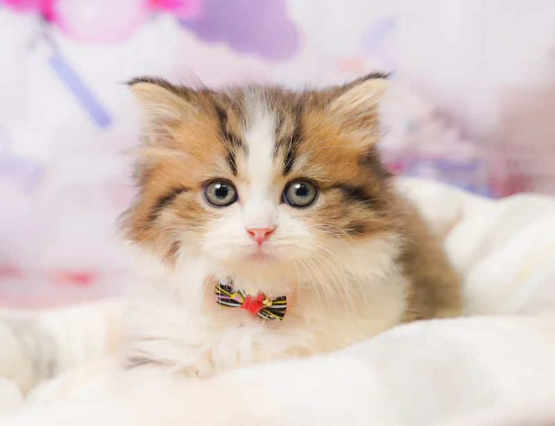ミヌエットの子猫（オス・ブラウンタビー＆ホワイト） | 千葉県茂原市