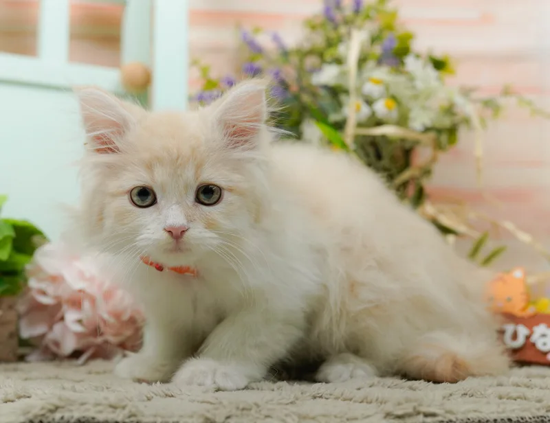 サイベリアンの子猫 オス クリームタビーホワイト - パピーヴィレッジ コノハズク