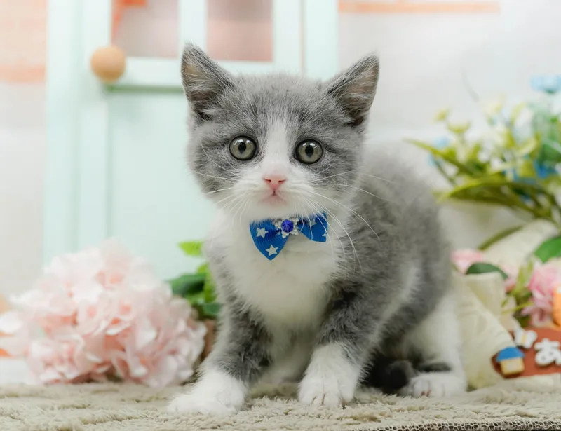 マンチカンの子猫 オス ブルーホワイト - パピーヴィレッジ コノハズク