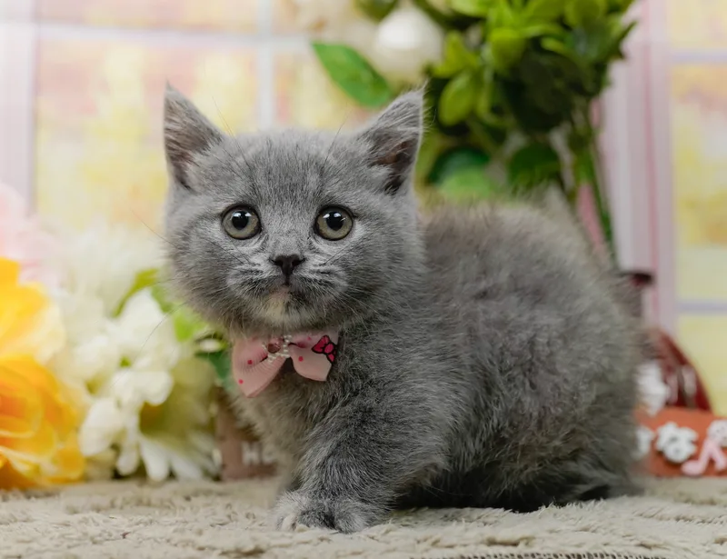 マンチカンの子猫 メス ブルークリーム - パピーヴィレッジ コノハズク