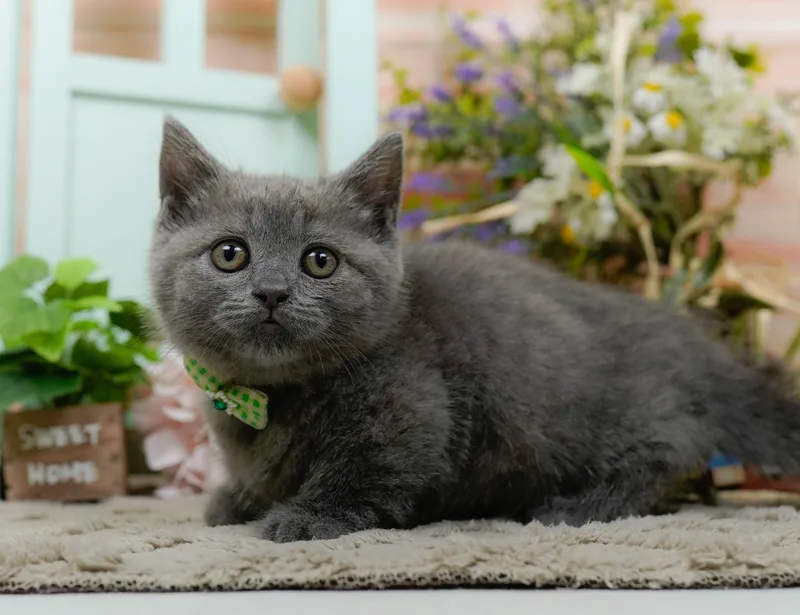 マンチカンの子猫 オス ブルー - パピーヴィレッジ コノハズク