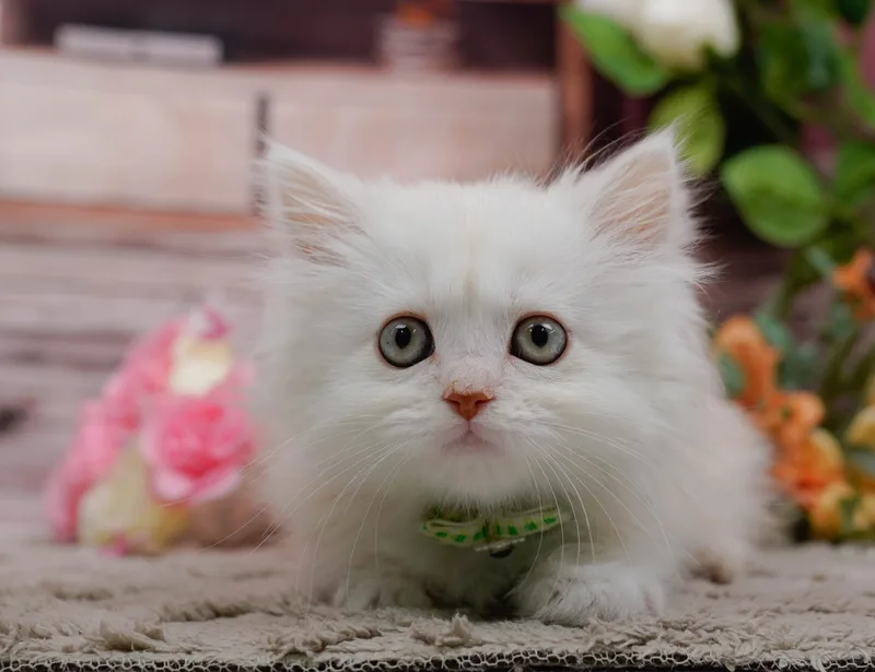 ミヌエットの子猫 オス クリーム