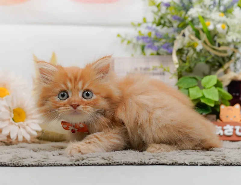 ミヌエットの子猫 オス レッドタビー