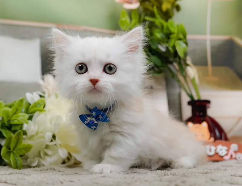 ミヌエットの子猫 オス クリーム