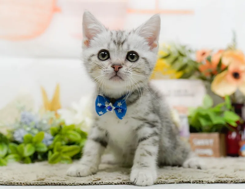 アメリカンショートヘアの子猫（オス・シルバータビー） | 神奈川県