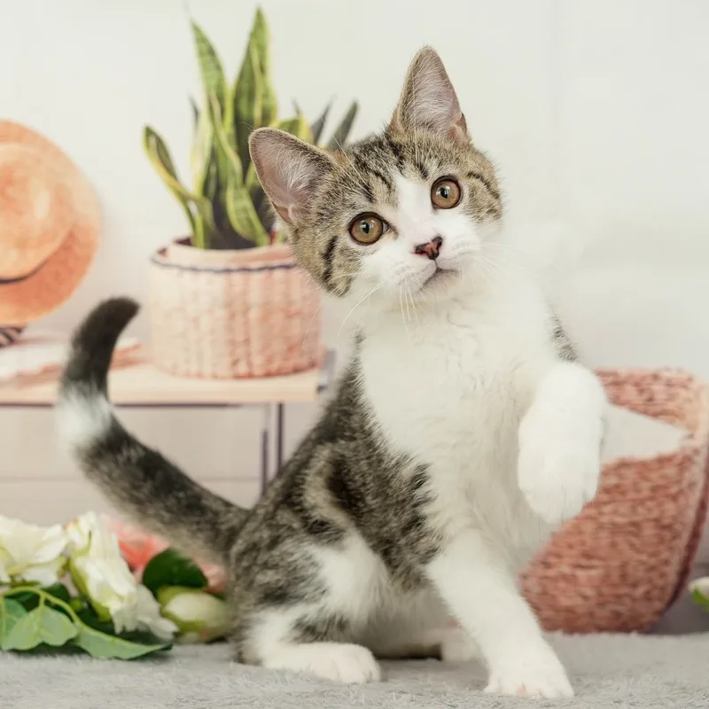 マンチカンの子猫 オス ブラウンタビー＆ホワイト