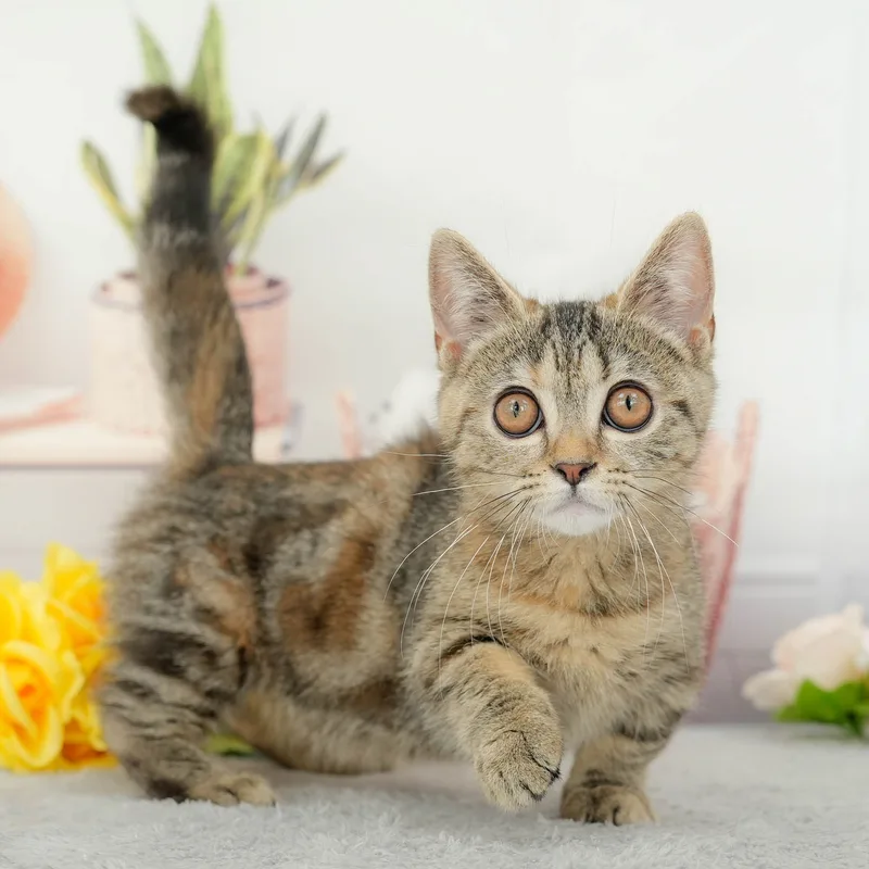 マンチカンの子猫 メス ブラウンパッチドタビー