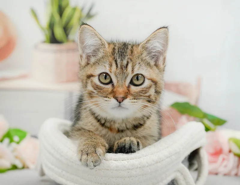 ミヌエットの子猫 メス ブラウンタビー - パピーヴィレッジ ユリカモメ