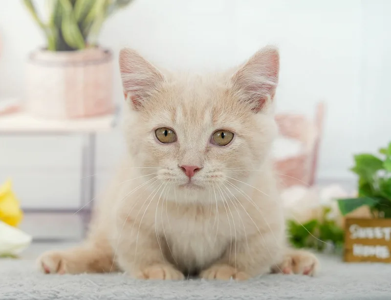 マンチカンの子猫 オス クリームタビー - パピーヴィレッジ ユリカモメ
