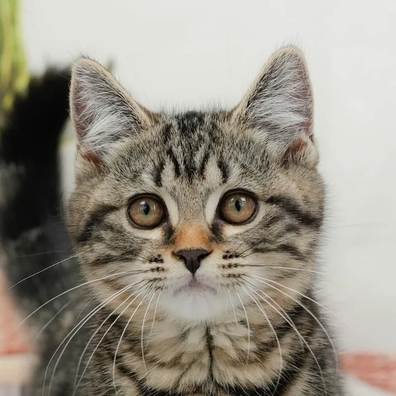 マンチカンの子猫 オス ブラウンタビー