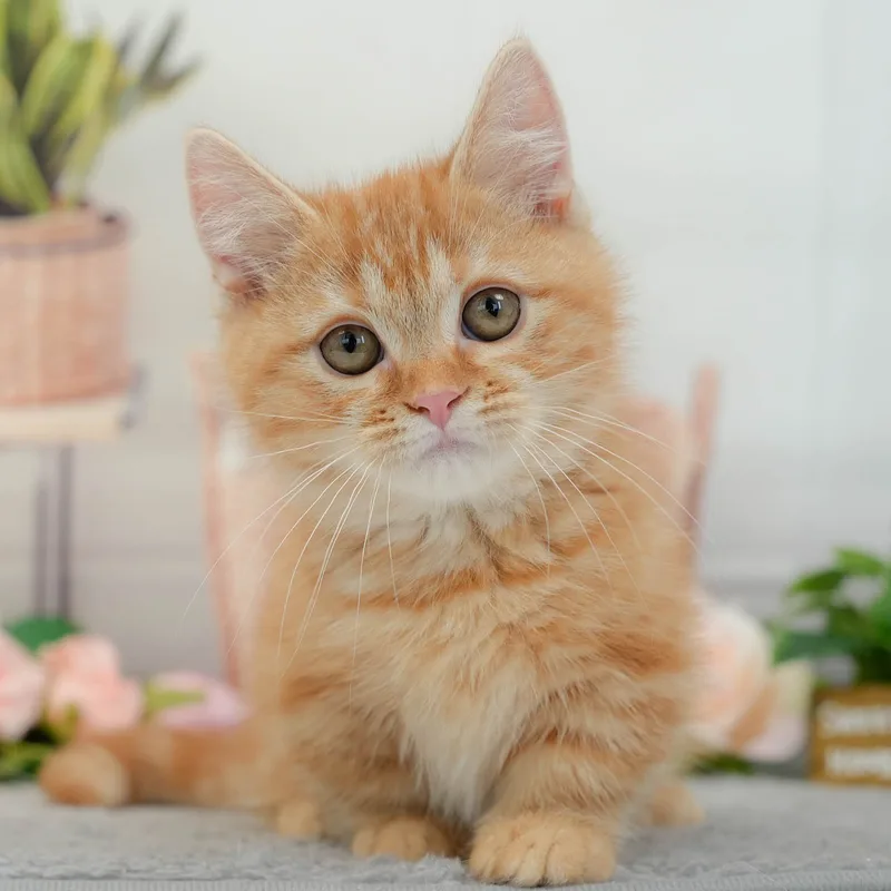 マンチカンの子猫 オス レッドタビー