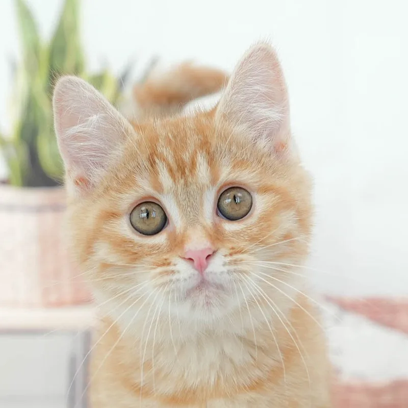 マンチカンの子猫 オス レッドタビー