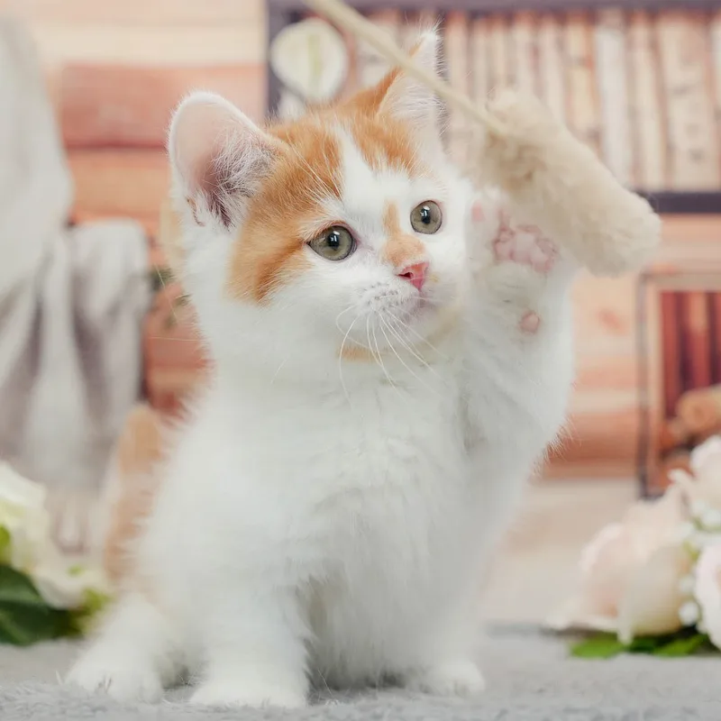 ミヌエットの子猫 オス レッド＆ホワイト - パピーヴィレッジ ユリカモメ