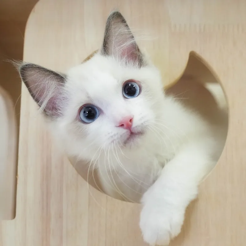 ラグドールの子猫（オス・ブルーポイントバイカラー） | 埼玉県春日部