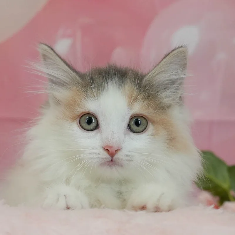 ノルウェージャンフォレストキャットの子猫（メス・ダイリュート