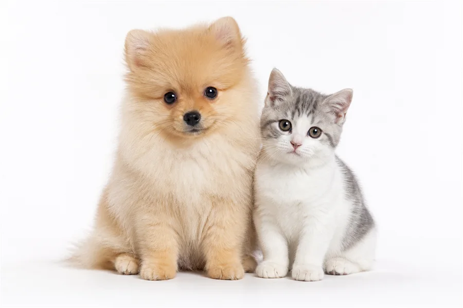 子犬と子猫